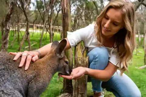 Melbourne: Peninsula Nature Private Day Trip with Dinner