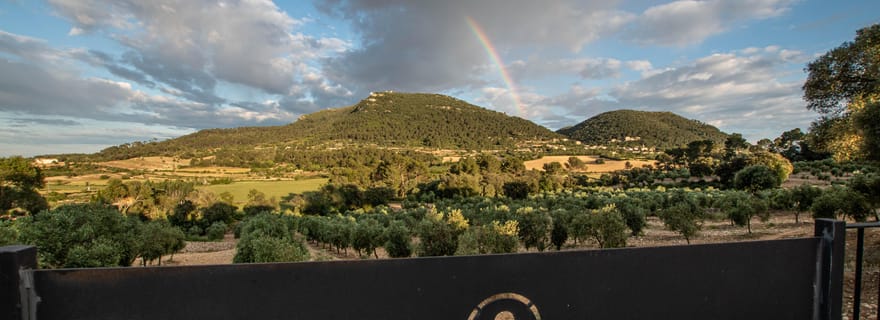 Visite de l'oliveraie, dégustation d'huile d'olive et collation.