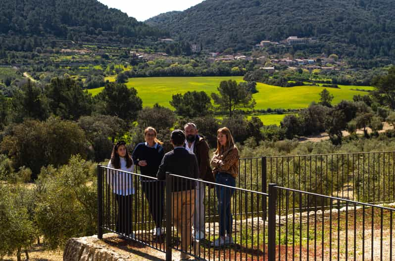 Visit of the olive grove, olive oil tasting and snack | GetYourGuide