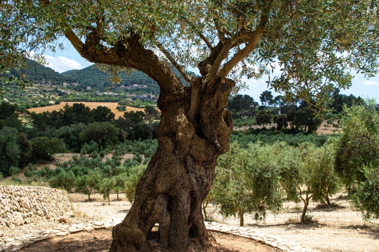 Besuch des Olivenhains, Olivenölverkostung und Snack