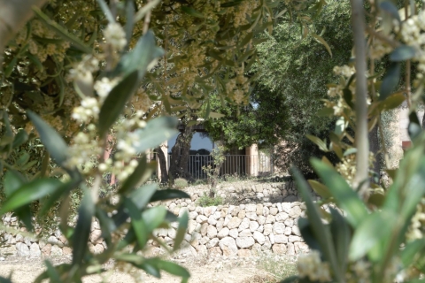 Bezoek aan de olijfgaard, olijfolieproeverij en snack