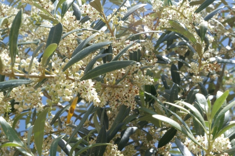 Visite de l'oliveraie, dégustation d'huile d'olive et collation