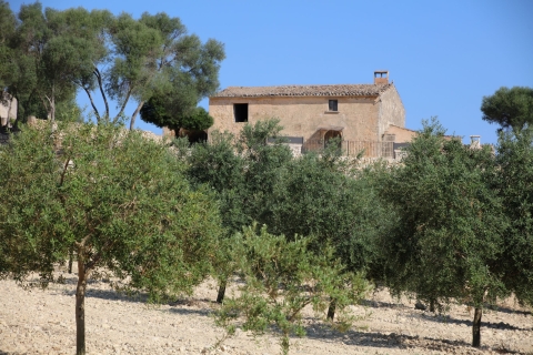 Visite de l'oliveraie, dégustation d'huile d'olive et collation