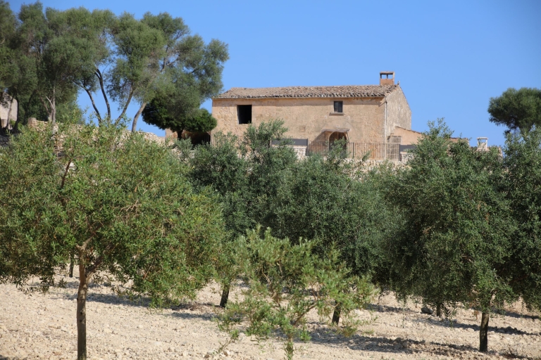 Visit of the olive grove, olive oil tasting and snack