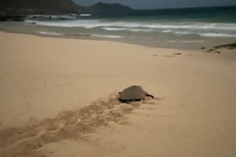 Sal: Oglądanie żółwi morskich w nocyWyspa Sal: oglądanie żółwi morskich
