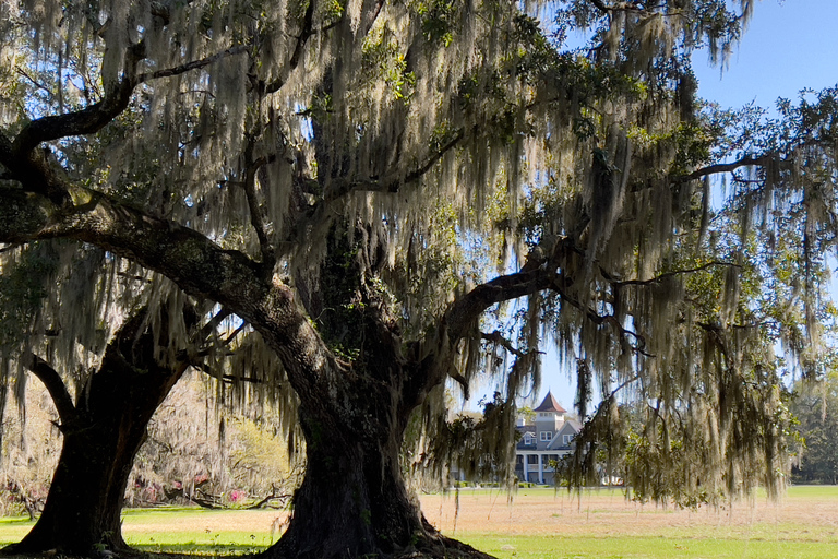 Charleston: La tournée complète du Lowcountry . Sortez de la ville !Charleston: excursion d'une journée dans le Lowcountry en Caroline du Sud avec déjeuner