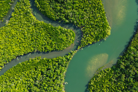 Port Douglas: Cape Tribulation Private Rainforest Tour