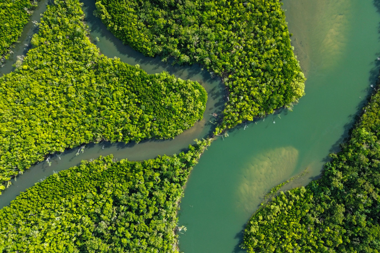 Port Douglas: Cape Tribulation Private Rainforest Tour