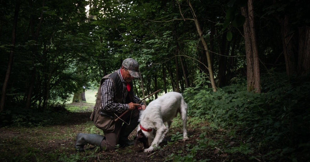 Piedmont Private Truffle Hunting Tour with Truffle Tasting GetYourGuide
