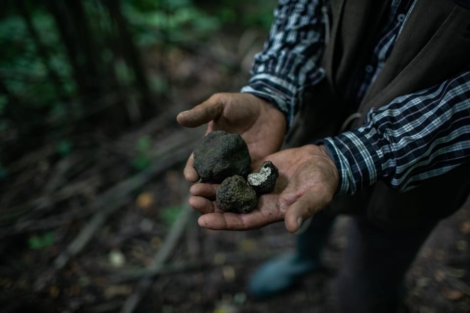 truffle hunting tour piedmont