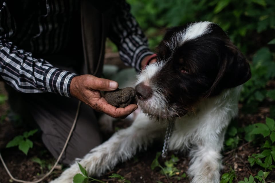 truffle hunting tour piedmont