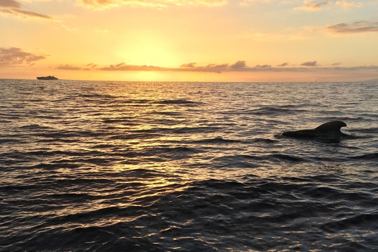 Puerto Colón: tour de avistamiento de ballenas en velero con comida y baño