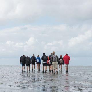 Pieterburen: Wadden Sea Mudflats Guided Walking Tour