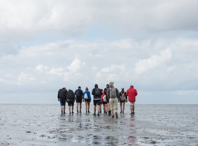 Visit Pieterburen Wadden Sea Mudflats Guided Walking Tour in Moddergat