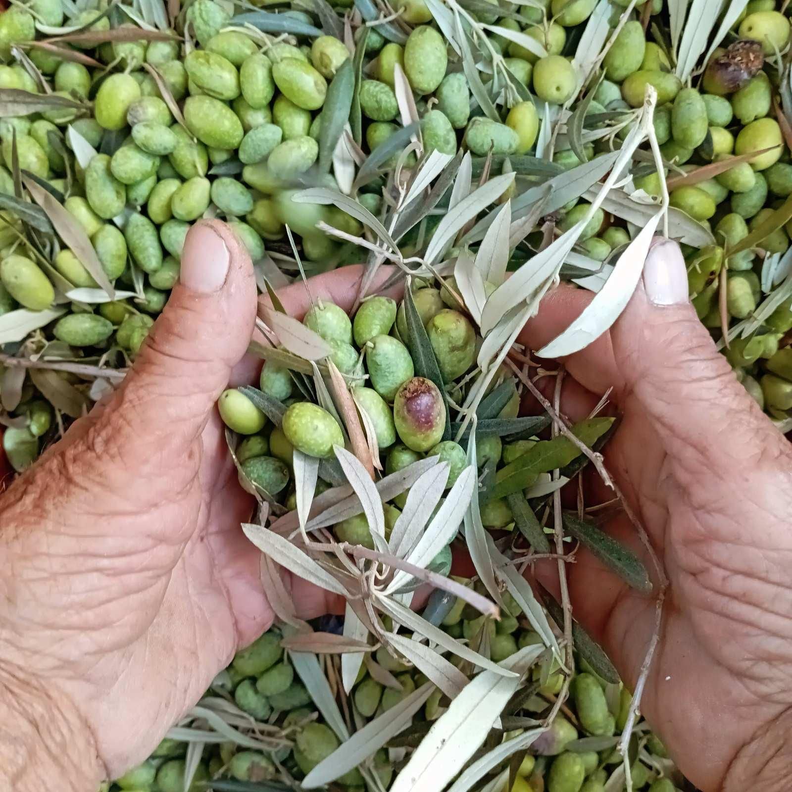 Das Olivenöl-Erlebnis auf der Lefkada Micro Farm