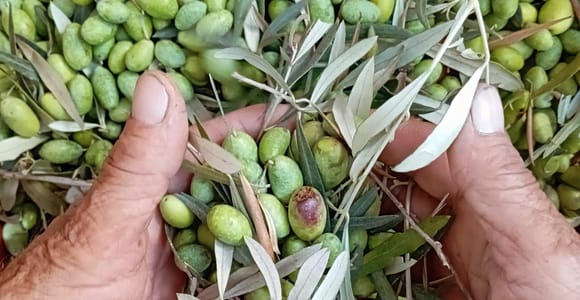 The Olive Oil Experience @ Lefkada Micro Farm