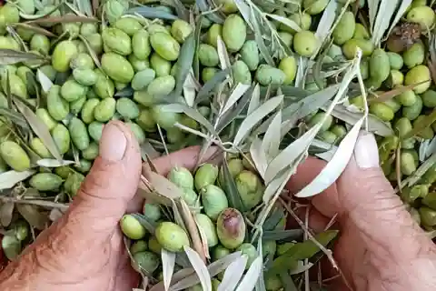 The Olive Oil Experience @ Lefkada Micro Farm
