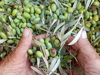 The Olive Oil Experience @ Lefkada Micro Farm