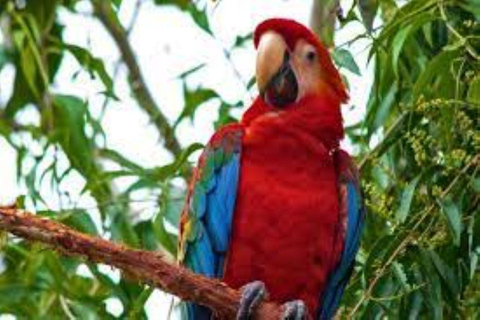 Amazonas Manu Zona Cultural 4 Días / 3 Noches