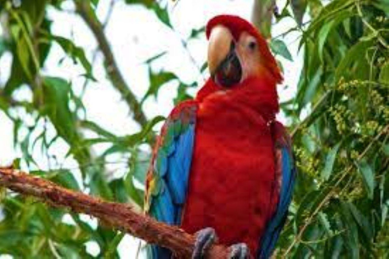 Amazonas Manu Zona Cultural 4 Días / 3 Noches