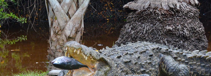 Huatulco : Écotour avec les crocodiles et les oiseaux migrateurs