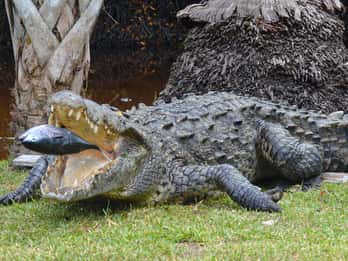 Huatulco: Ecotour with Crocodiles & migrating birds