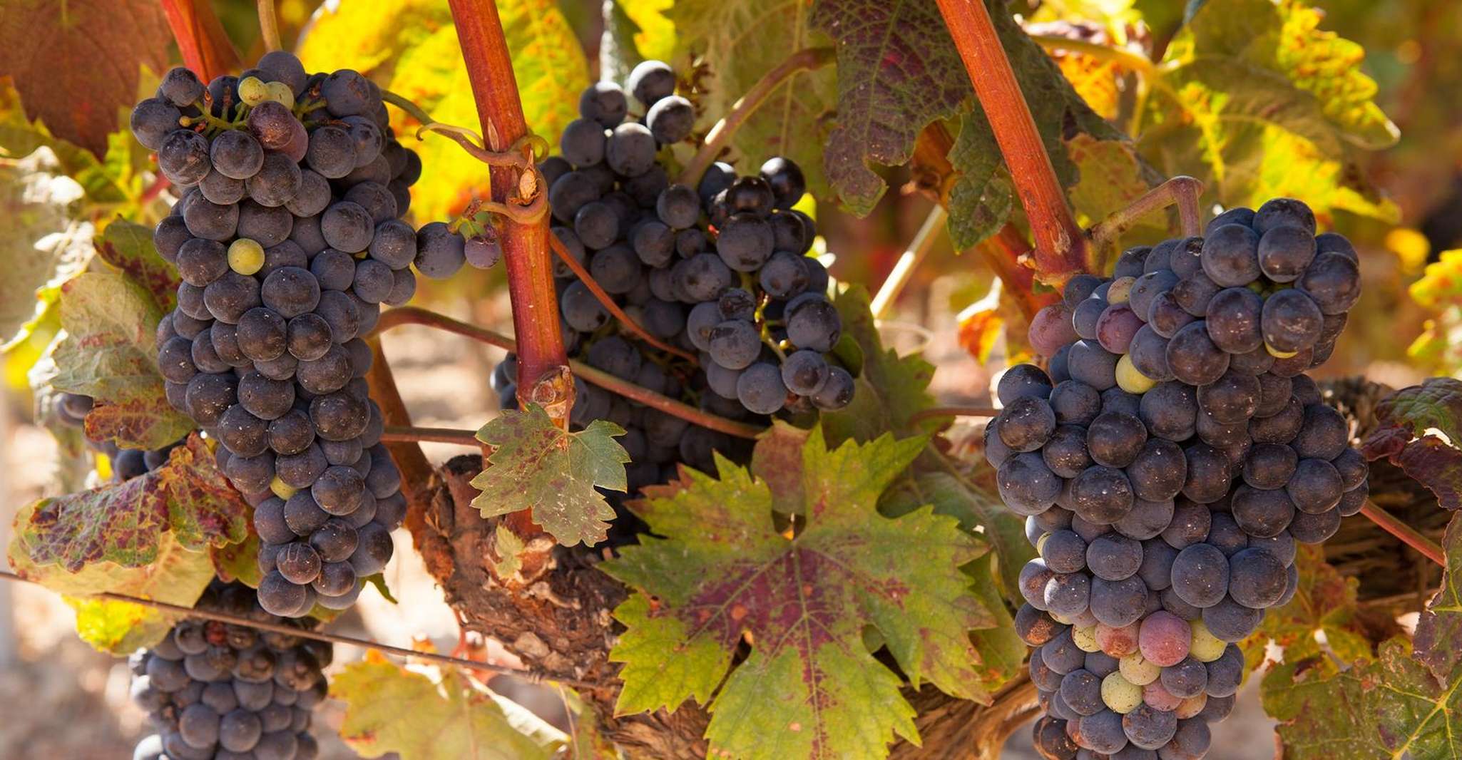 Van Atlanta, Half-Dag of Full-Day Wine Country Proefreis - Hizvo