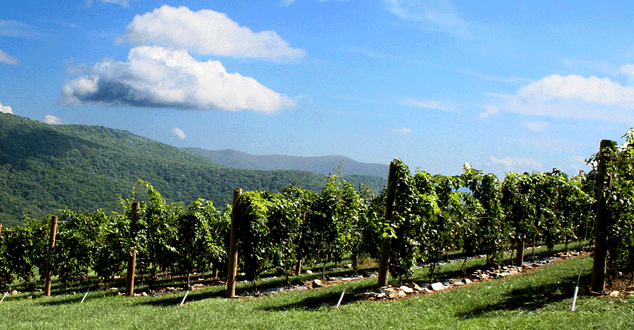 Van Atlanta, Half-Dag of Full-Day Wine Country Proefreis - Hizvo