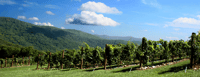 Da Atlanta, mezza giornata o un'intera giornata di degustazione del paese del vino - Hizvo