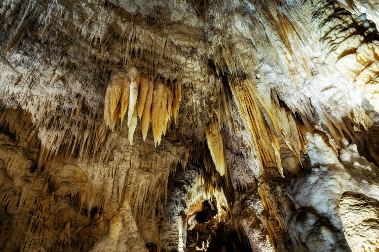 D'Auckland: transfert à Rotorua avec visite des grottes de Waitomo