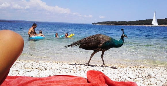 Von Pula aus: Insel-Stopp und Nationalpark-Tagesausflug