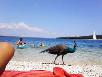 From Pula: Island Stop and National Park Day Cruise