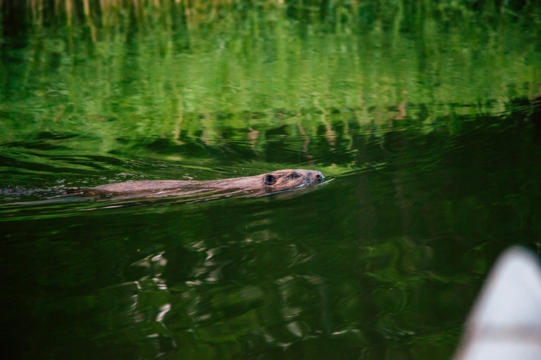 From Vaxholm: Stockholm Archipelago Big Canoe Adventure