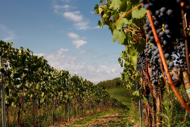 Visit Chianti Colli Fiorentini Winery Tour 18km from Florence in Pistoia