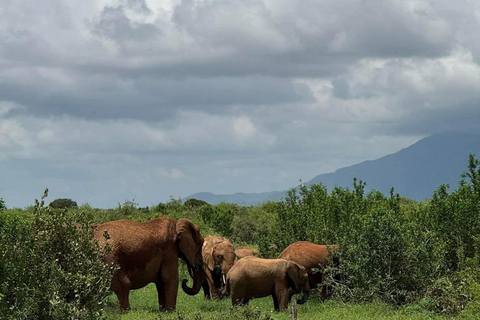 Mombasa: 3-Day Tsavo East/West & Kilimanjaro Views Safari