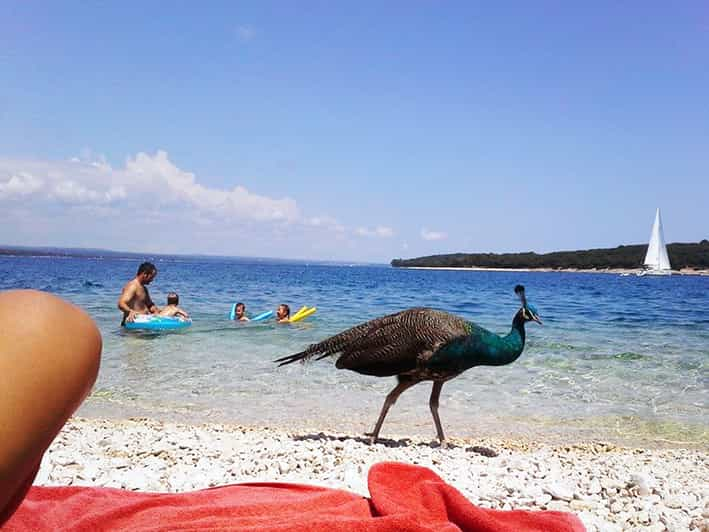 Pula: Brijuni National Park Tour With Island Visit | GetYourGuide