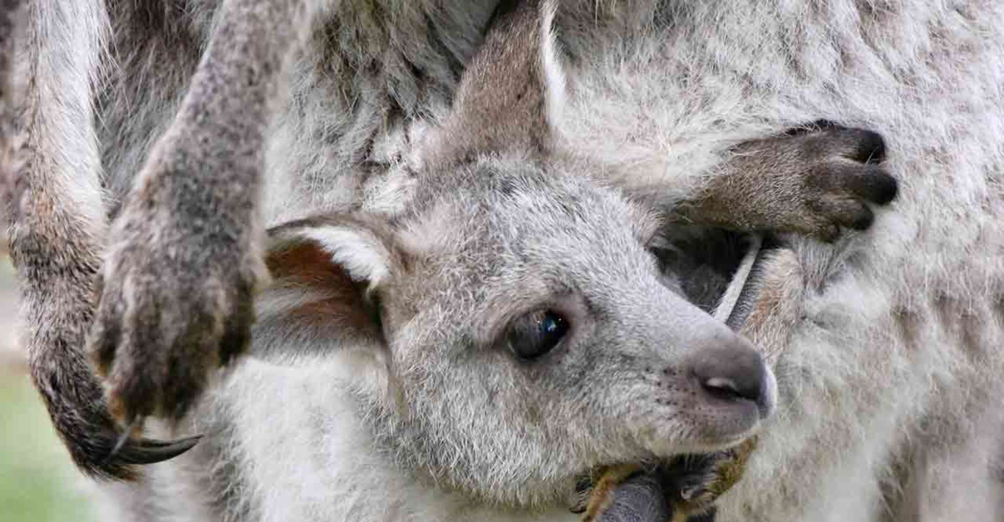 Sydney, Blue Mountains & Featherdale Wildlife Park Day Trip - Hizvo