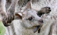 Excursión de un día a Sydney, Blue Mountains & Featherdale Wildlife Park - Hizvo