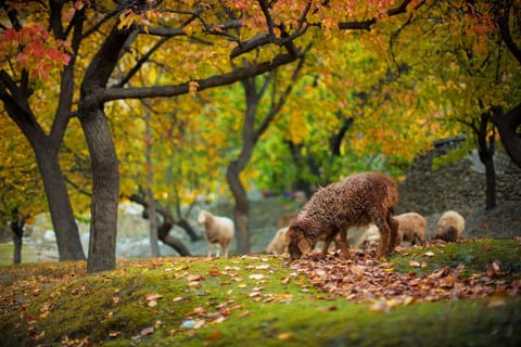 Van Islamabad: Hunza Valley en Karakoram Range 8-daagse tour