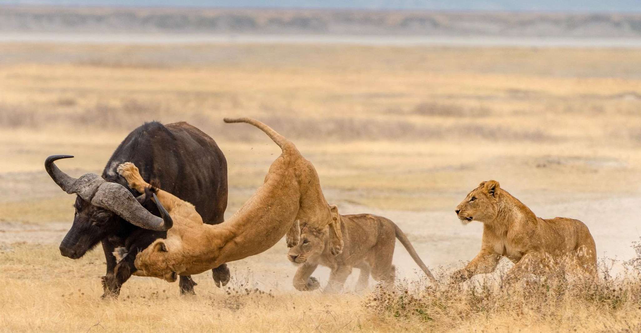 Murchison Falls National Park & Ziwa Rhino Safari yakınlarında yapılacak şeyler - Hizvo