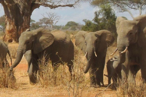 Safari de 2 jours dans le Tarangire et le cratère du Ngorongoro