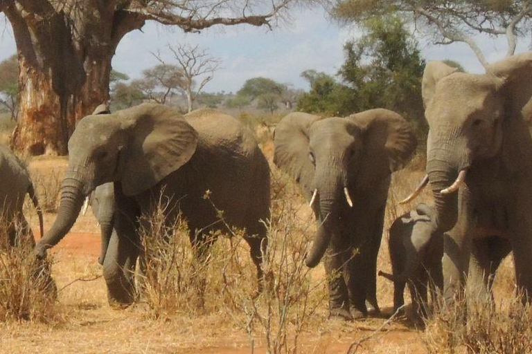 2 dagars safari i Tarangire och Ngorongorokratern