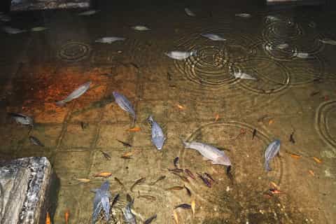 Istanbul: Basilica Cistern Tour and Skip The Line with Guide
