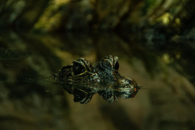 Costa Rica: Guided Hike in Cahuita National Park