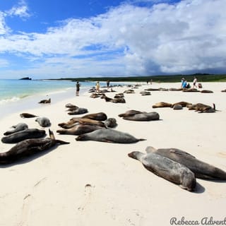 From Seymour: 4-Day Galápagos Islands Tour with Hotel & Food
