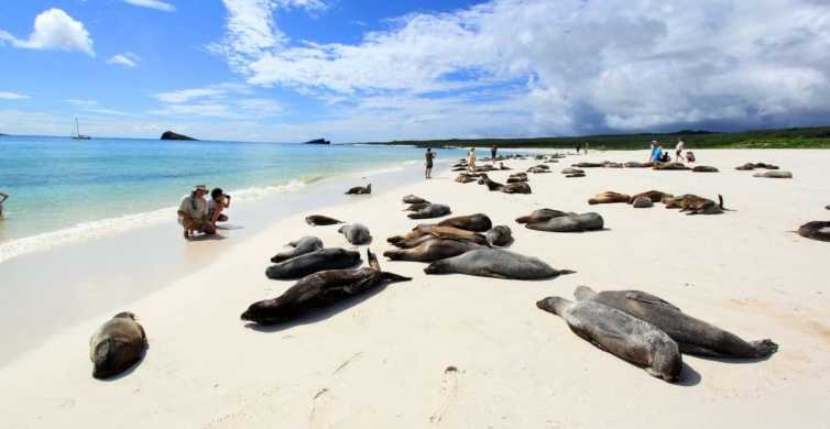 From Seymour 4 Day Galápagos Islands Tour with Hotel & Food GetYourGuide