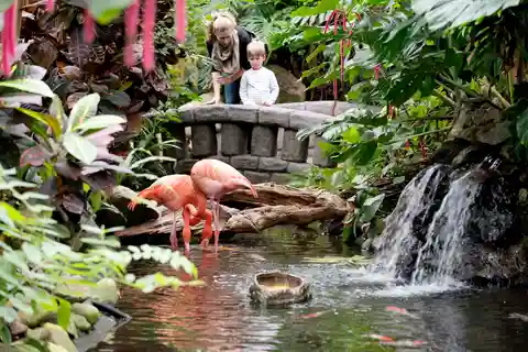 Ingresso para o Butterfly Gardens