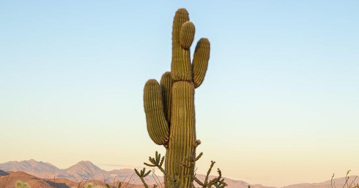 Ze Scottsdale Sonorsk Pou A N rodn Les Tonto Trip GetYourGuide ze-scottsdale-sonorsk-pou-a-n-rodn-les-tonto-trip-getyourguide