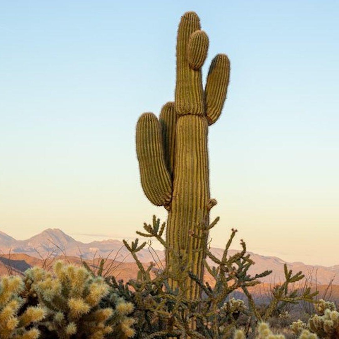 Desde Scottsdale Viaje al Desierto de Sonora y al Bosque Nacional de Tonto  | GetYourGuide, image size:1080x1080