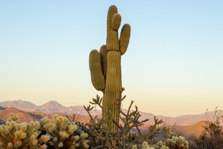 Desde Scottsdale: viaje al desierto de Sonora y al bosque nacional TontoExcursión de 2 horas al desierto durante el día